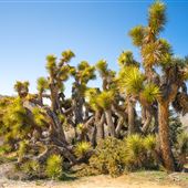 Walker Pass  - Ridgecrest Resource Area - Bureau of Land Management (BLM)