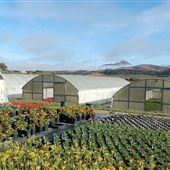 Clearwater Color Nursery