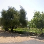 Olivet Grange Vineyard