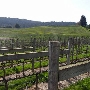 Goldeneye Winery, Vineyard & Landscaped Garderns