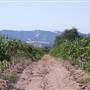 Paso Robles