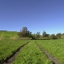 Tresch Dairy