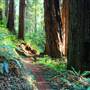 Prairie Creek Redwoods State Park (SP) within the Redwood National and State Parks