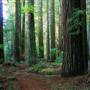 Humboldt Redwoods State Park (SP)