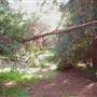 Griffith Park Redwoods - Cedar Grove