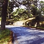 Fern Canyon Road