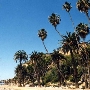 White Point / Royal Palms County Beach