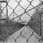 Substance Abuse Treatment Facility and State Prison, Corcoran (SATF‑CSP, Corcoran)