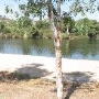 Frank G. Bonelli Regional Park / Puddingstone Reservoir