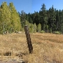 Aspens Near Highway 267 US Forest Service