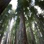 Redwood National & State Parks