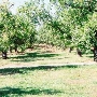 Camino Apple Hill