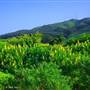 San Bruno Mountain State Park (SP)