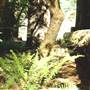 Smithe Redwoods State Natural Reserve (SNR)