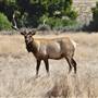 Tule Elk State Natural Reserve (SNR)