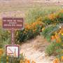 Antelope Valley California Poppy Reserve State Natural Reserve (SNR)