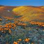 Antelope Valley California Poppy Reserve State Natural Reserve (SNR)