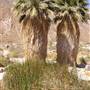 Anza-Borrego Desert State Park (SP)