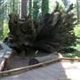 Calaveras Big Trees State Park (SP)