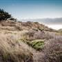 Goat Rock State Beach (SB)