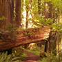 Grizzly Creek Redwoods State Park (SP)