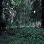 Henry Cowell Redwoods State Park (SP)