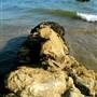Carpinteria State Beach (SB)