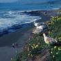Hearst San Simeon State Park (SP)
