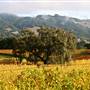 Jack London State Historic Park (SHP)