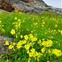 San Bruno Mountain State Park (SP)