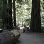 Big Basin Redwoods State Park (SP)