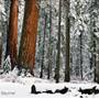 Calaveras Big Trees State Park (SP)