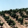 Chalone Vineyard And Winery
