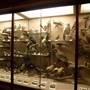 Museum of Natural History, Los Angeles