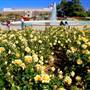 Exposition Park Rose Garden