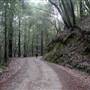 Kruse Rhododendron State National Reserve (SNR)