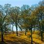 Mount Diablo State Park (SP)