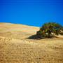 Mount Diablo State Park (SP)