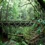 Forest of Nisene Marks State Park (SP), The