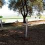 San Juan Bautista State Historic Park (SHP)