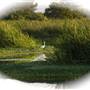 Arcata Marsh and Wildlife Sanctuary