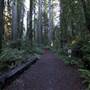 Redwood National & State Parks