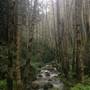Sinkyone Wilderness State Park (SP)