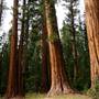 Sequoia and Kings Canyon National Parks & Crystal Cave
