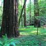 Hendy Woods State Park (SP)