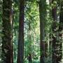 John B. Dewitt Redwoods State National Reserve (SNR)