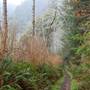 Del Norte Coast Redwoods State Park (SP) within the Redwood National and State Parks