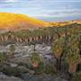 Coachella Valley Preserve System