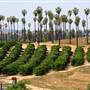 California Citrus State Historic Park (SHP)