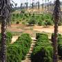 California Citrus State Historic Park (SHP)